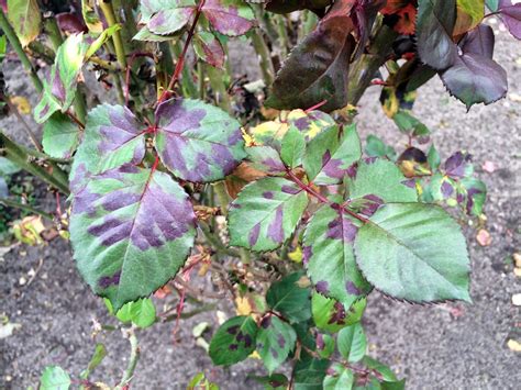 Rose Hybridizing Downy Mildew Testing