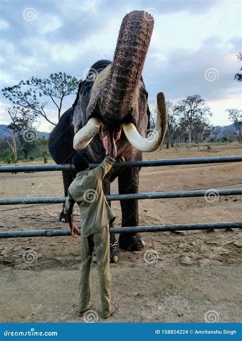 Feeding the elephant editorial stock image. Image of feeding - 158824224