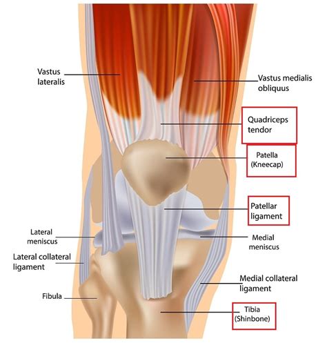 Knee Extensor Mechanism - WikiSM (Sports Medicine Wiki)