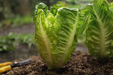 How To Grow And Harvest Cut And Come Again Lettuce For Perpetual