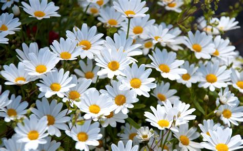 400 Daisy Backgrounds Wallpapers