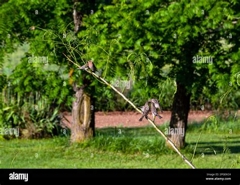 A group of house finches on a small tree branch appear full of energy
