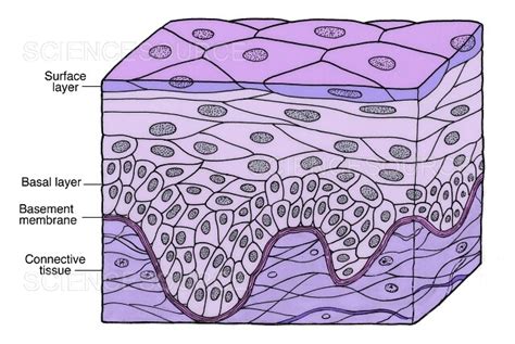 Stratified Squamous Epithelium | Stock Image - Science Source Images