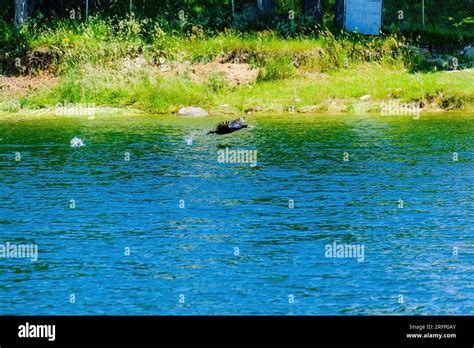 The Great Cormorant Phalacrocorax Carbo Known As The Great Black