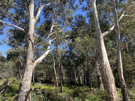 New Swift Parrot Habitat Protected In Perpetuity Nrm South