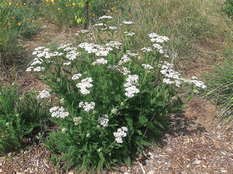 Yarrow Plants White Small Bare Root Oragnic Achillea