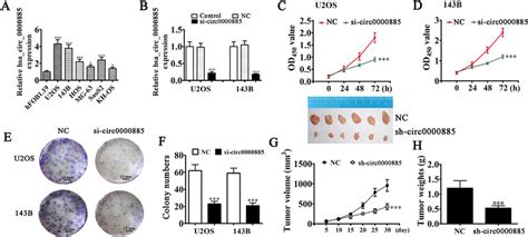 Downregulation Of Hsa Circ Suppressed Os Cell Proliferation And