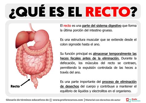 Qué es el Recto Definición de Recto