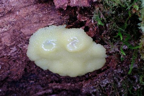 True Slime Molds From Cradle Mountain Lake St Clair Meander Valley