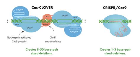 Larger Deletions Easier Screening With Cas CLOVER Demeetra AgBio