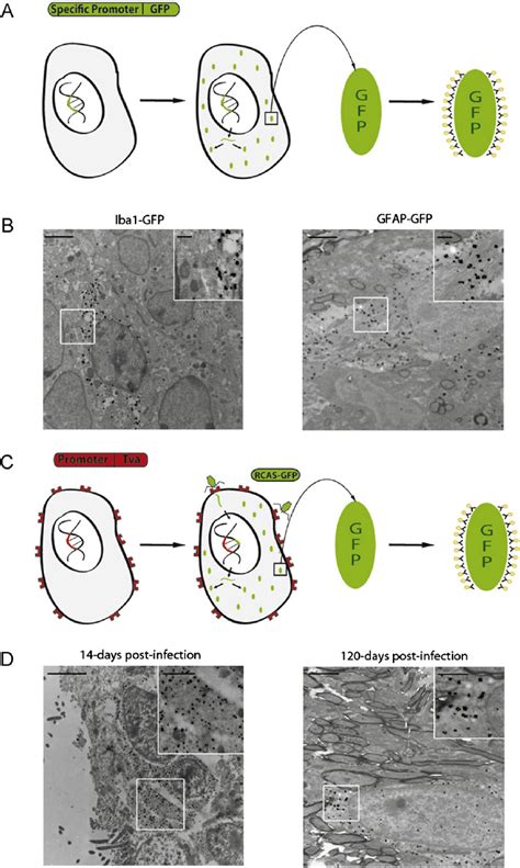 GFP as reporter gene for cell labeling. (A) Graphical representation ...