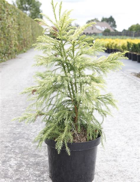 CRYPTOMERIA japonica SEKKAN SUGI Cèdre du Japon