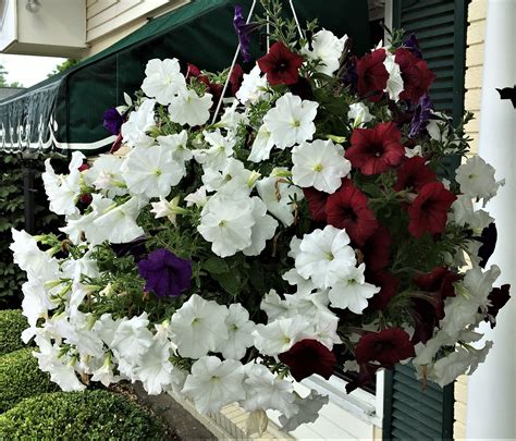 Hanging basket of petunias | Hanging baskets, Floral wreath, Flowers