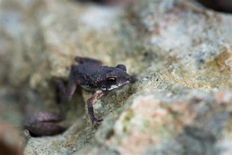 Robber Frog Sean Crane Photography