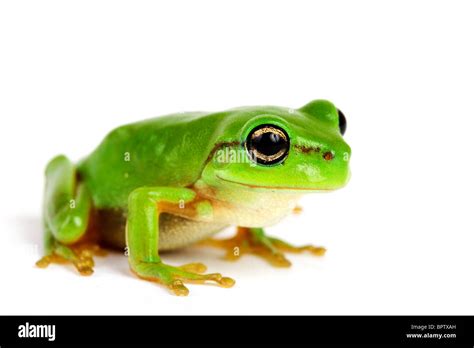 Frog Hi Res Stock Photography And Images Alamy