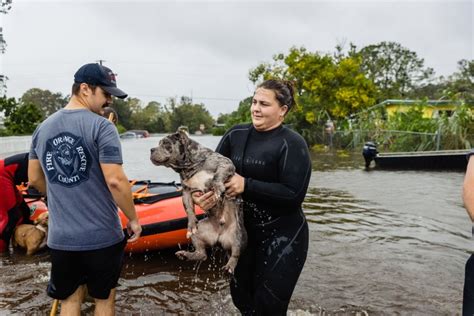 Hurricane Ian: Floridians rescue dogs and cats amid flooding