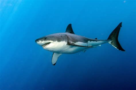 Can You Eat Great White Shark and How Does It Taste