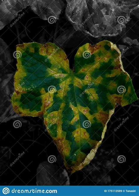 how to plant a cucumber