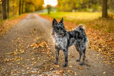 Razas De Perros Con Pelo Rizado