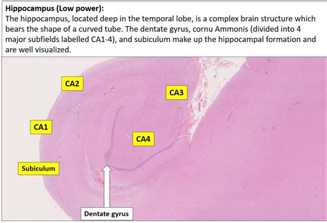 Brain Hippocampus NUS Pathweb NUS Pathweb