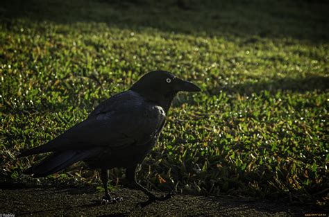 Ворона осенью (30 фото) - красивые фото и картинки pofoto.club