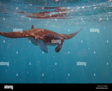 Swimming with Manta Rays Stock Photo - Alamy