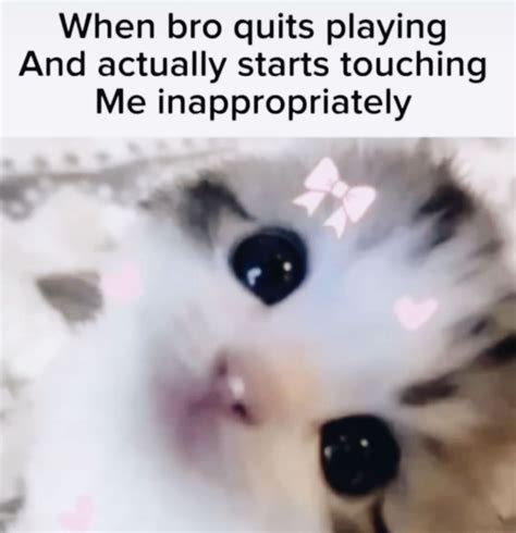 ridiculously cute cat memes   brighten  day