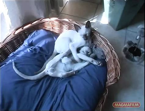 Busty Houswife Gets Anal Sex At Home By Porn XHamster