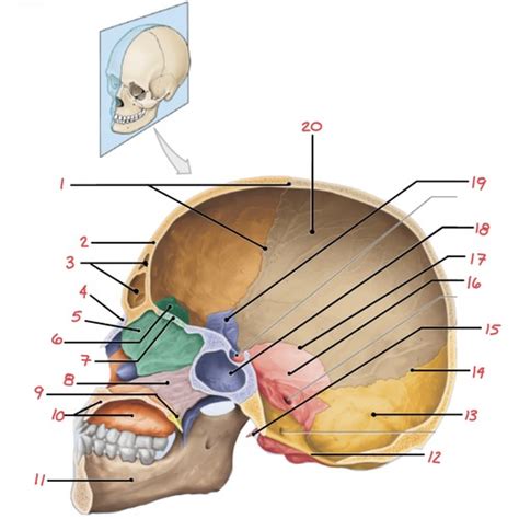 Adult Skull Sagittal Section Flashcards Quizlet