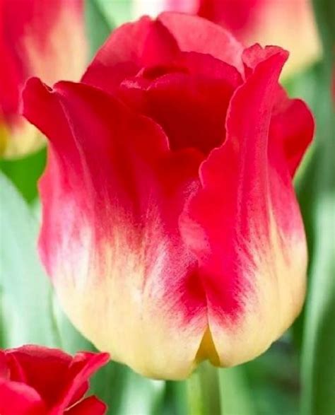 Тюльпан "Матч" (Matchi) 3 шт в упаковке - Тюльпаны - купить в России ...