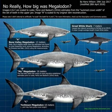 Megalodon: The Real Facts About The Largest Shark | Megalodon shark