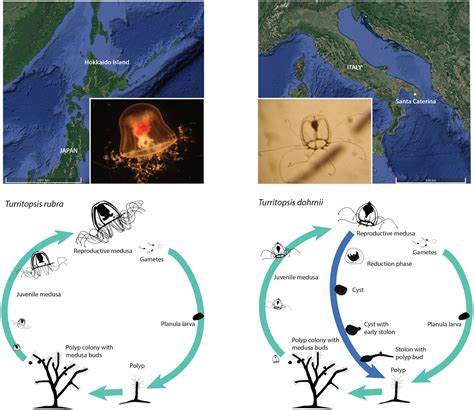 Svelati i segreti genetici della medusa immortale: così può