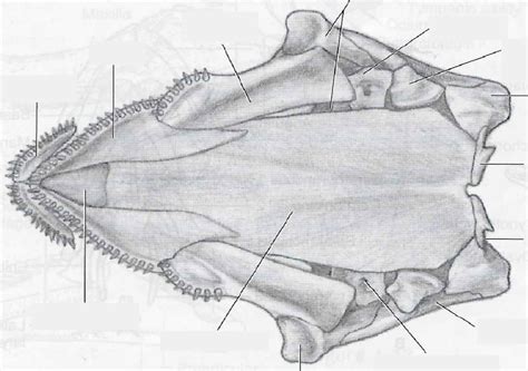 Necturus - Skull (Ventral view) Diagram | Quizlet