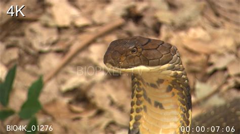 Snakes Cobra King Cobra Attacking And Eating Rat Snake 4k 1mp4 On Vimeo
