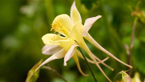 Columbine Plant Care | Garden Guides