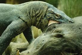 Diet - Komodo dragons