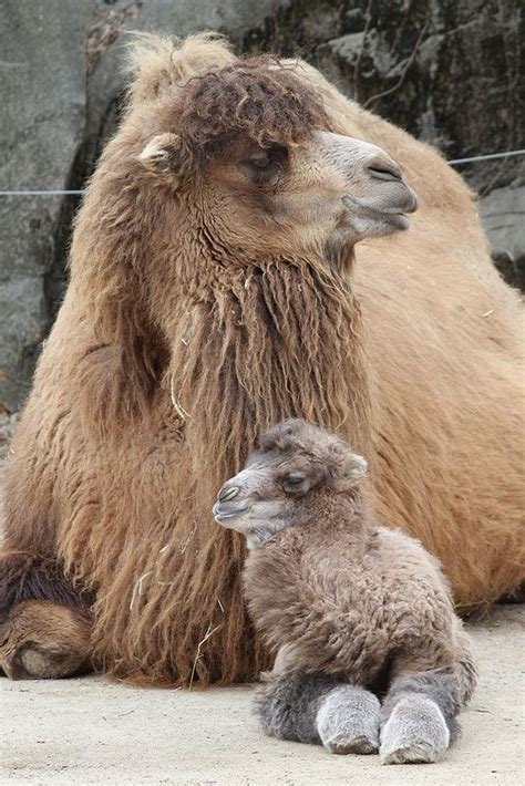 The 25+ best Bactrian camel ideas on Pinterest | Baby camel, Camel ...