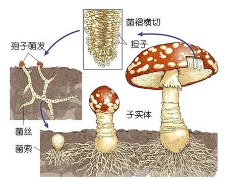 孢子生殖 快懂百科