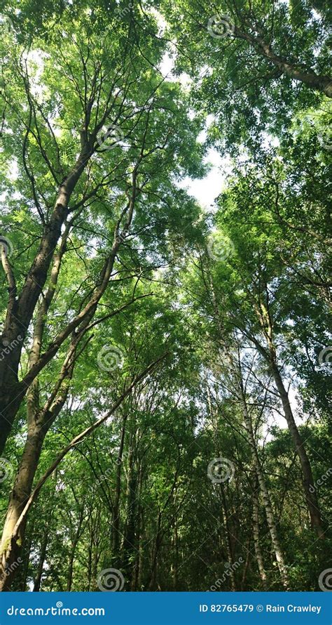 Forest Setting Stock Image Image Of Green Forest Beautiful 82765479