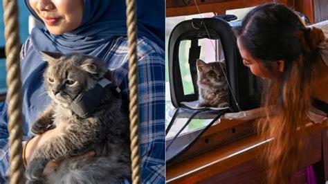 В Сингапуре запустят круизы для кошек