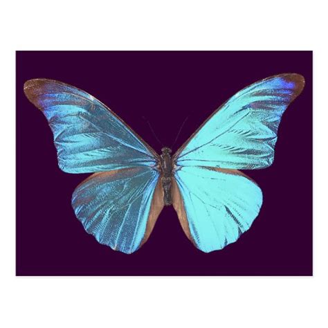 Pretty Iridescent Blue Butterfly Postcard | Zazzle