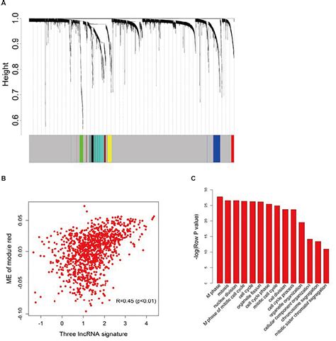 Frontiers Lncrna Profile Study Reveals A Three Lncrna Signature