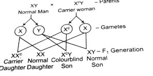 A Normal Visioned Whose Father Was Colour Blind Marries A Woman Whose