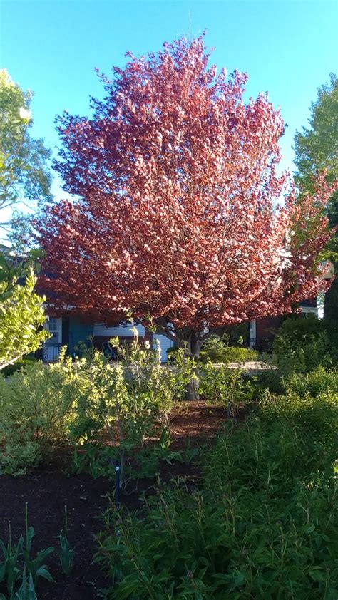 Beech, European Rivers Copper - TheTreeFarm.com