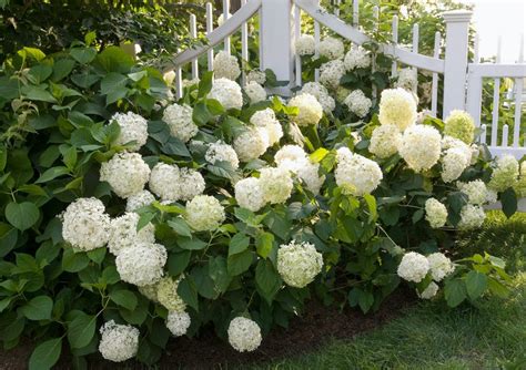 White Hydrangeas Varieties Companions Watering And Sunlight