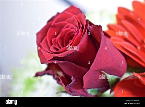 Heaven Scent Rose Hi Res Stock Photography And Images Alamy