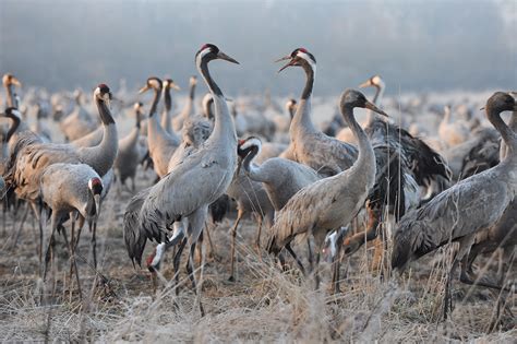 Lac Du Der Le Rendez Vous Des Grues Cendr Es D Tours En France