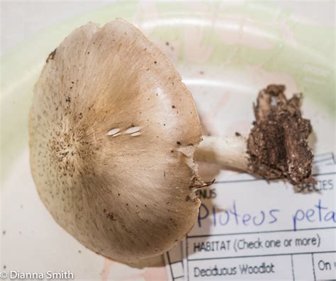 Pluteus Petasatus Dianna