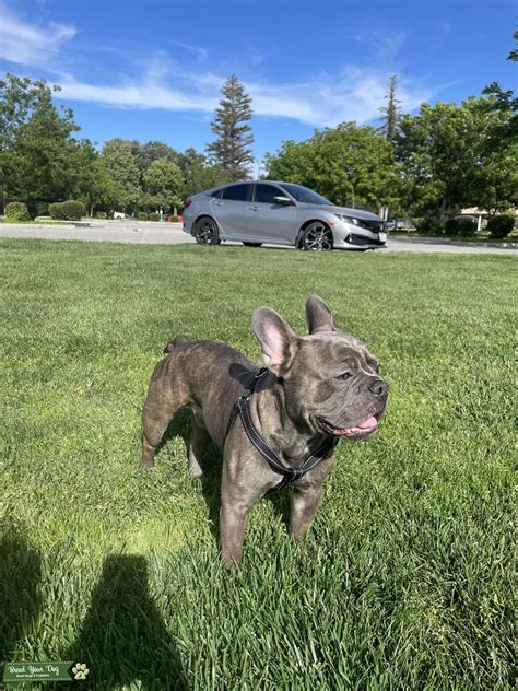 Blue Brindle French Bulldog - Stud Dog in California, the United States | Breed Your Dog