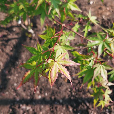 Japanese Maple Care Rgardening